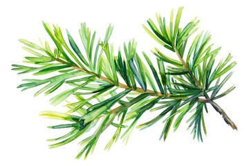 A delicate watercolor depiction of a pine tree branch with intricate details