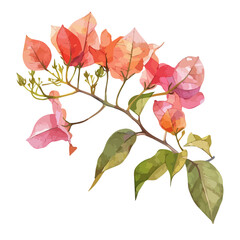 Watercolor vector of a Bougainvillea flower, isolated on a white background, design art, drawing clipart, Illustration painting, Graphic logo, Bougainvillea vector 