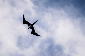 Galapagos Frigatebird in Flight