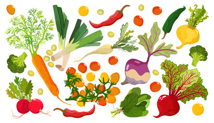 Vegetable set. Summer vegetables and greenery on light background. Tomato, carrot, pepper, beetroot, broccoli, radish, rutabaga, turnip, spinach. Vector vegetables isolated on white background