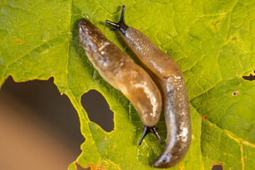 Two slugs crawling on a vibrant green leaf with visible holes. The intricate textures of the slugs and the leafs surface are clearly detailed.