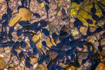 Freshwater pool, full of black tadpoles, larvae of amphibians, in the Slapnica stream, deep in the forest of Zumberak mountain, Croatia
