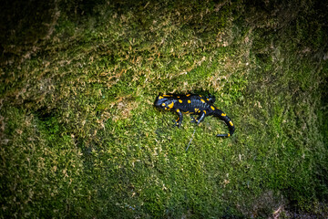 Spotted salamander, black amphibian with yellow spots on the body and tail, resting on the mossy wall, above Slapnica stream, Croatia