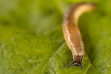 A detailed close up of a slug crawling on a vibrant green leaf. The intricate textures of the slugs body and the leafs surface are clearly visible. Copy space.