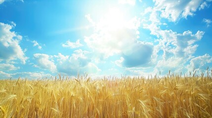 Field of wheat under blue sky