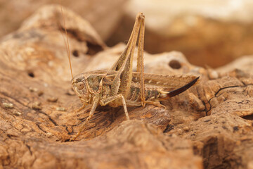 Closeup on a European Tuberous Grey Bush-cricket , Platycleis affinis from the Gard, France