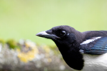 Head shot of a black and white Magpie (pica pica) with a natural green background.