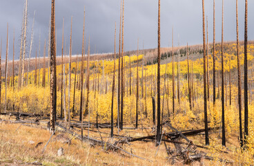 Obraz premium Young aspen trees grow up amongst the burnt skeleton forest in the early Autumn season, near South Fork Colorado.