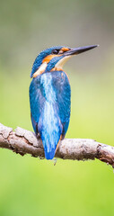 kingfisher on the branch
