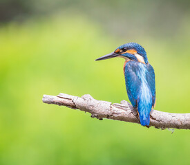 kingfisher on the branch