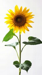 Obraz premium Vase with flowers: Sunflower, white background.