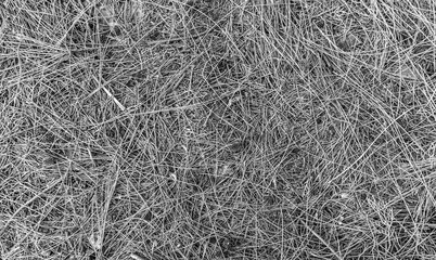 fall gray lying pine needles season background, autumn nature black and white texture of a ground,...