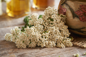 Fresh yarrow or Achillea millefolium flowers flowers harvested in summer with a teapot © Madeleine Steinbach