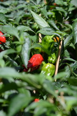 paprika in between paprika plants