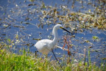 Snowy Egret fishing in the marsh at Sweetwater wetlands in Gainesville Florida.