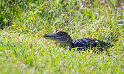 Juvenile alligator hiding in the long grass along a canal at Sweetwater wetlands in Gainesville Florida. Mother alligator near-by.