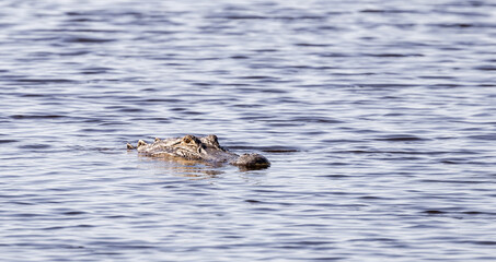 Wild Amerian Alligator swimming in natural wetlands at Sweetwater wetland in Gainesville Florida.