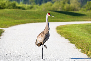 Sandhill crane walking down the road at Sweetwater wetland in Gainesville Florida.