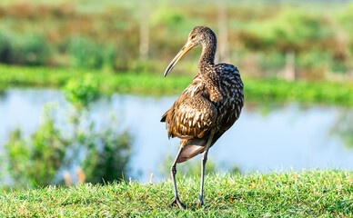 The Brown Limpkin a scarce bird native to Florida searching for apple snails in the grass at Sweetwater wetlands in Gainesville Florida.