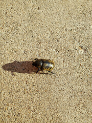 Rhinoceros beetle on the sidewalk in the summer