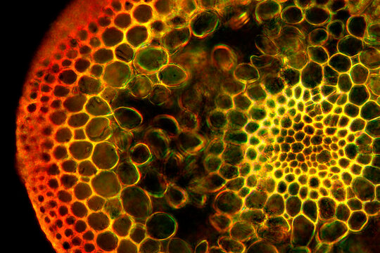 Seta of a polytrichum moss in cross section, with polarization.