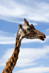 The Giraffe 