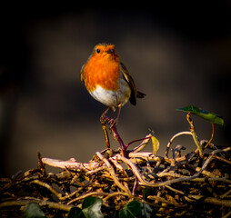 European Robin Red Breast Erithacus Rubecula Close Up Facing Camera 