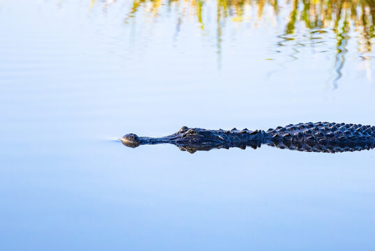 Wild Amerian Alligator swimming in natural wetlands at Sweetwater wetland in Gainesville Florida.