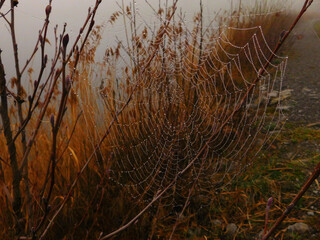 Spinnennetz + Wassertropfen