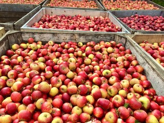 Freshly harvested red apples in wooden containers.