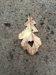 Oak leaf with a heart in it