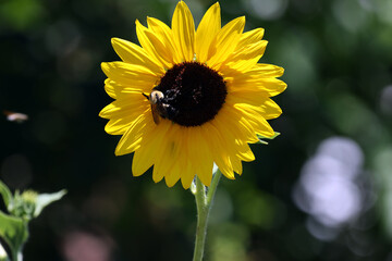close up of sunflower bloom
