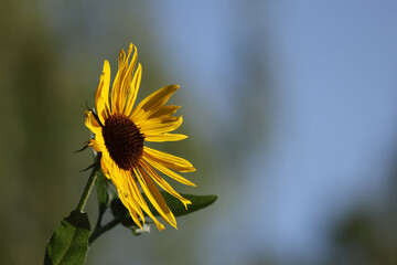 close up of sunflower bloom