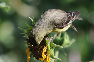 small yellow bird on snuflower