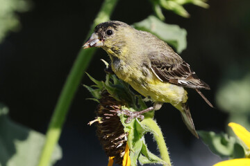 small yellow bird on snuflower