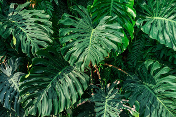 Close up of lush green tropical Monstera leaves in vertical garden on a building facade. Nature texture and abstract background