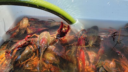Crawfish in a bath