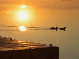 Kaczki o wschodzie Słońca © Marta