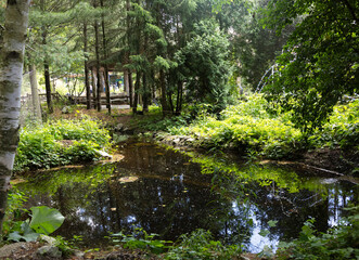 Obraz premium Forest landscape