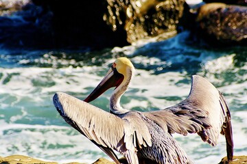 pelican on the beach