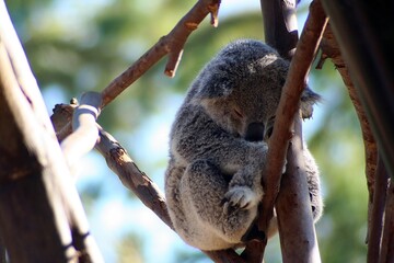 sleeping koala in tree