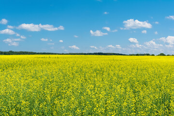 Obraz premium An agricultural field with flowering and ripening rapeseed, a forest on the horizon, a blue sky with clouds. Summer landscape on a sunny day