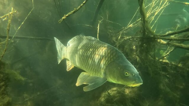 A common carp (Cyprinus carpio) swims towards the camera among the branches and then turns around. Check my portfolio for other carp footage