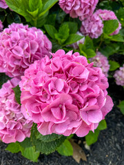 pink hydrangea flowers