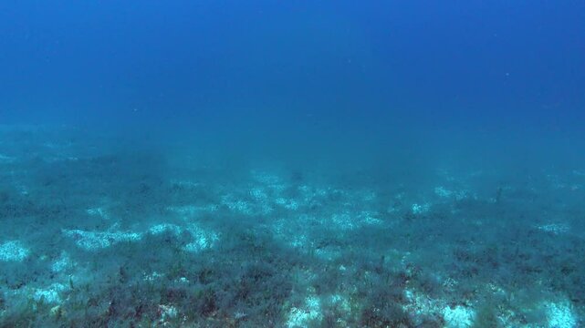POV Scuba diving into a cloud of krill