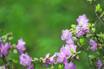 Branch of a blossoming Rhododendron dauricum shrub with beautiful purple flowers as a background. Photo with copy space