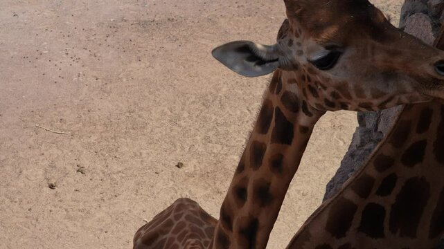 Giraffen im Zoo