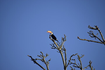 Toucan in Brazil