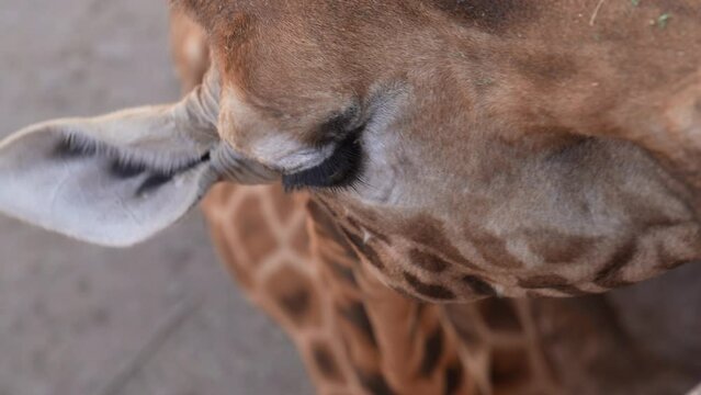 Nahaufnahme einer Giraffe