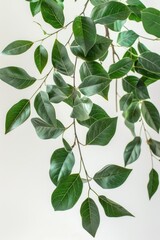 A detailed view of a plant's leaves